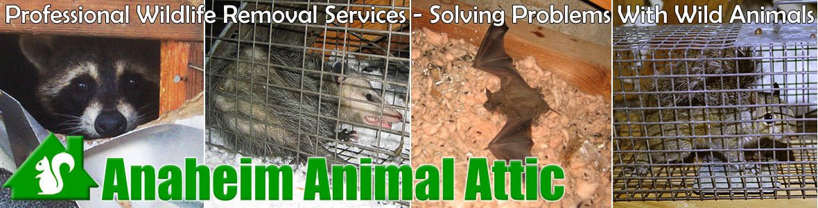 Anaheim Animal Attic